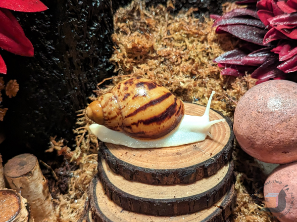 Archachatina Marginata Ovum Albino